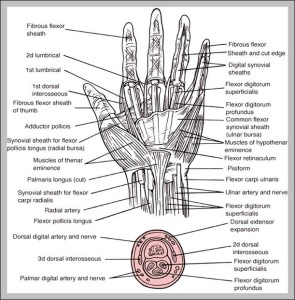 Hand Joints Archives - Graph Diagram