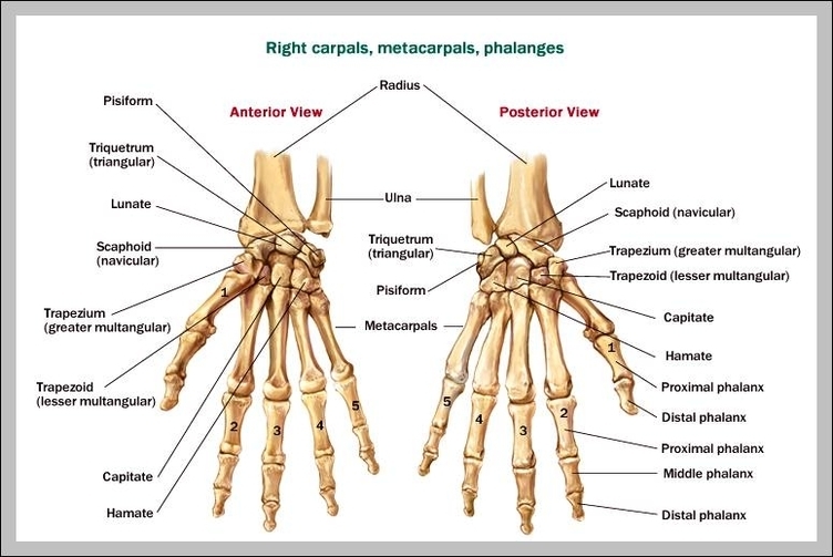 hand wrist bones