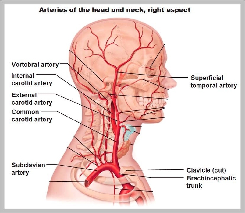 head and neck arteries