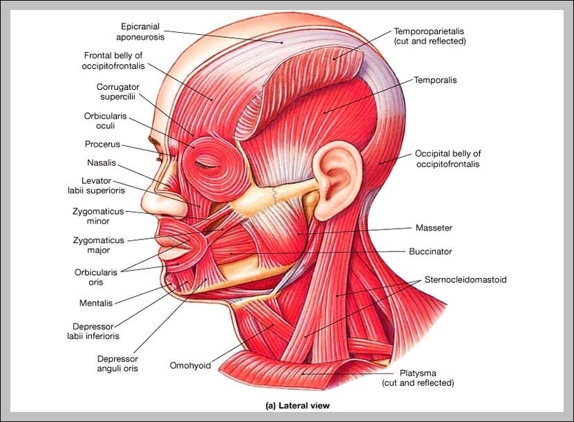 head muscles diagram