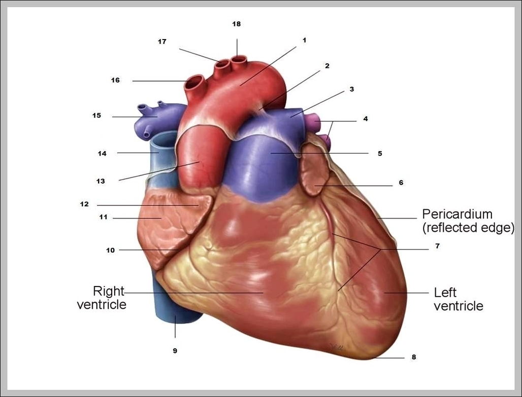 heart auricle