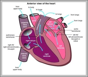 heart position in human body - Graph Diagram