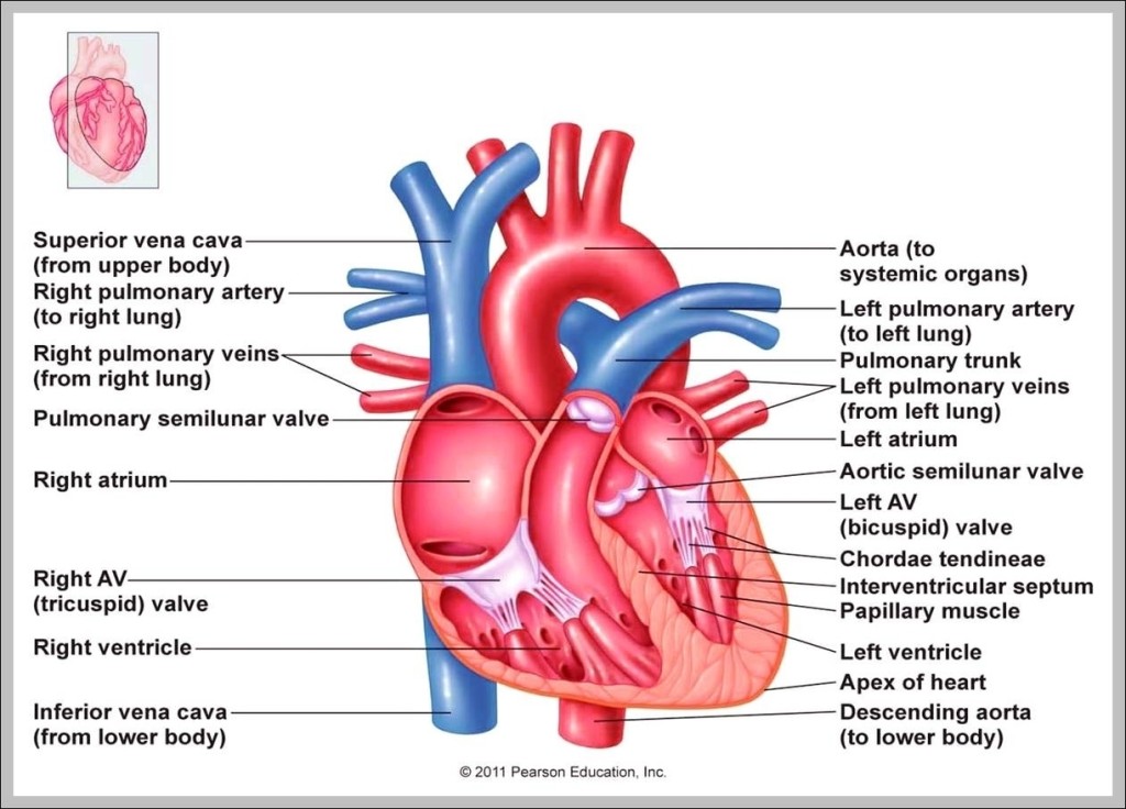 heart right atrium – Graph Diagram