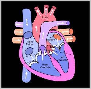 heart structure diagram - Graph Diagram