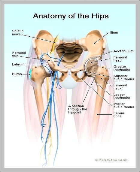 hip anatomy images