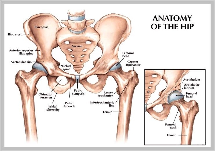 hip bone anatomy diagram