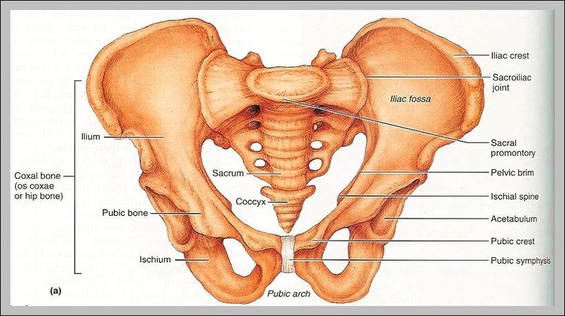 hip bone structure
