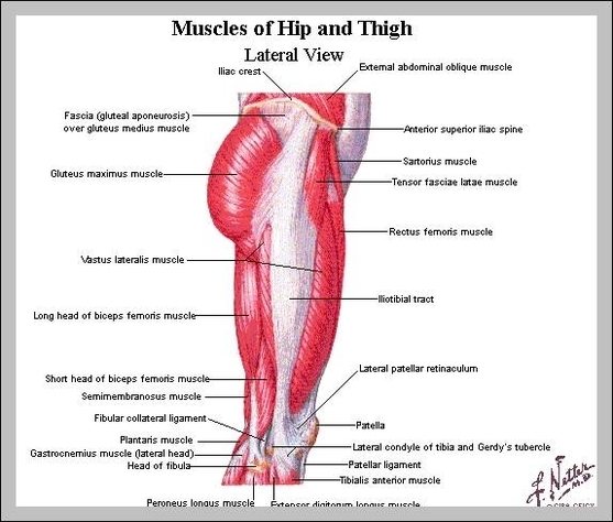 hip muscles anatomy