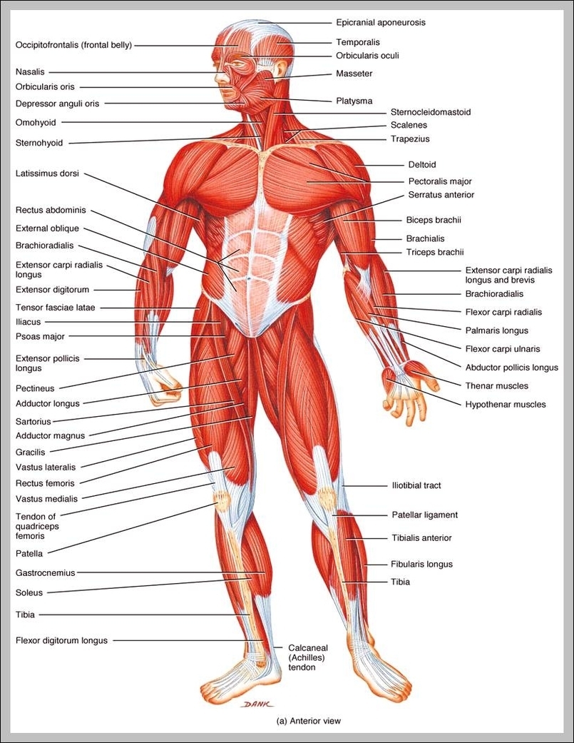 how many muscles in human body