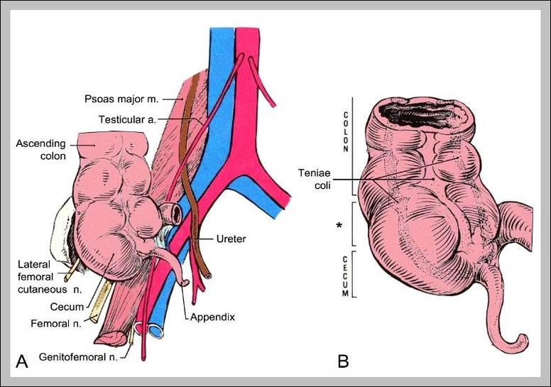 human anatomy appendix location