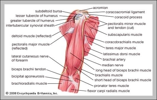 human anatomy arm