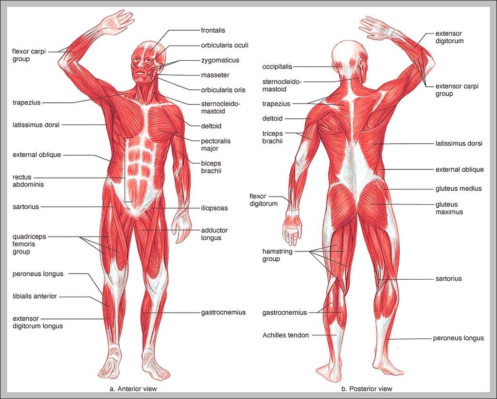 human anatomy body