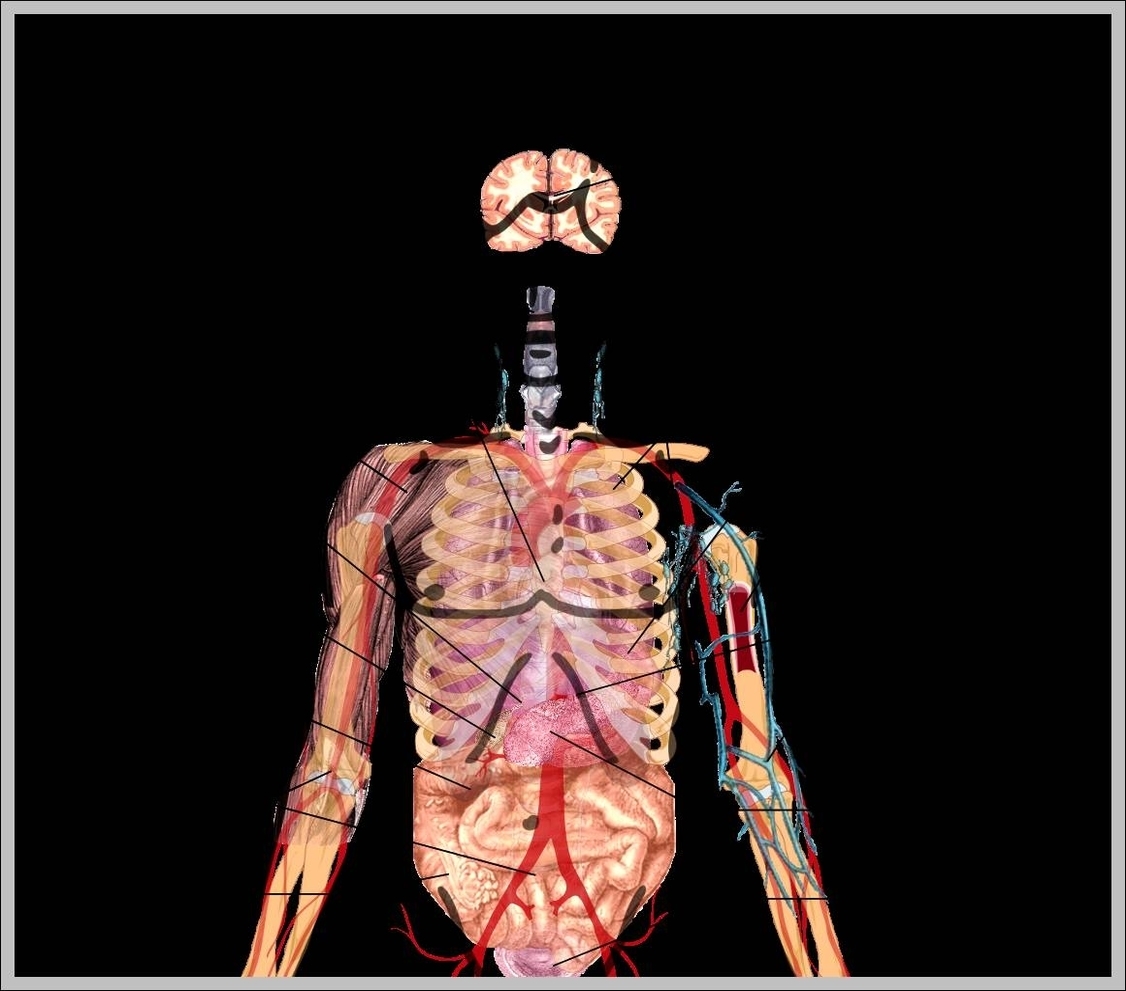 human anatomy diagram internal organs