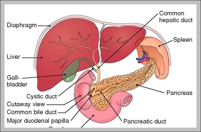 human anatomy gallbladder