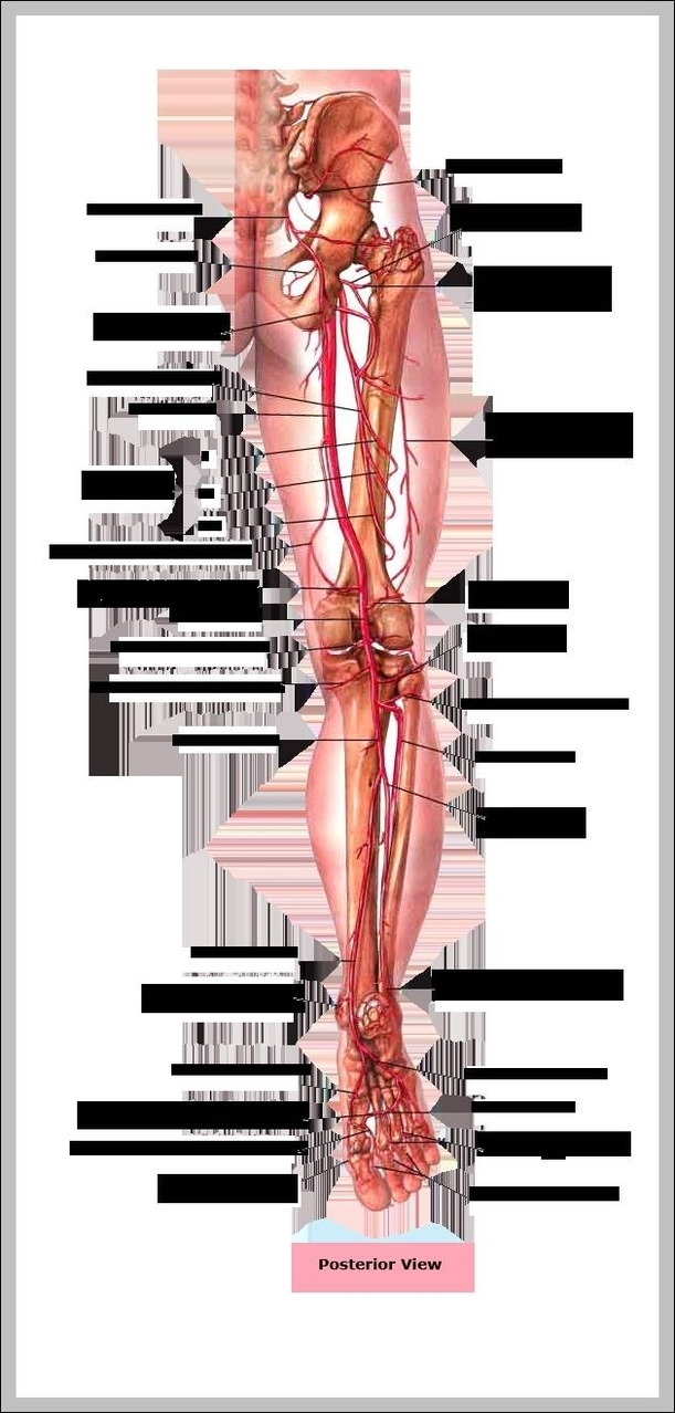 human anatomy legs