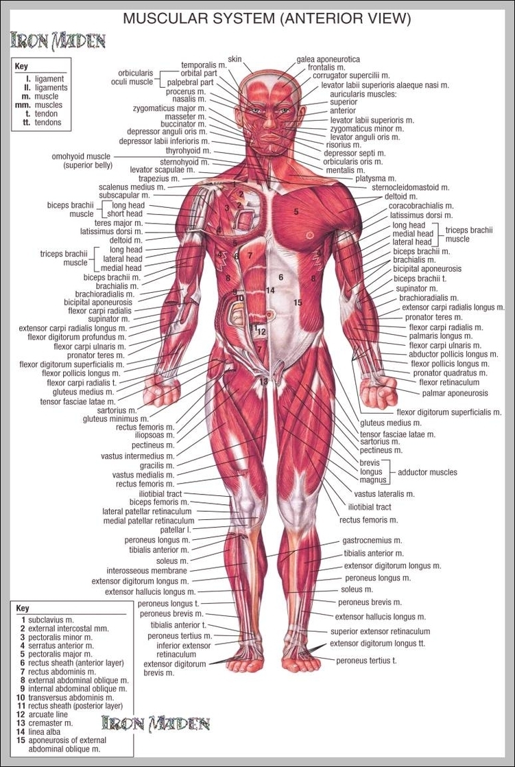 human anatomy muscle 744x1159