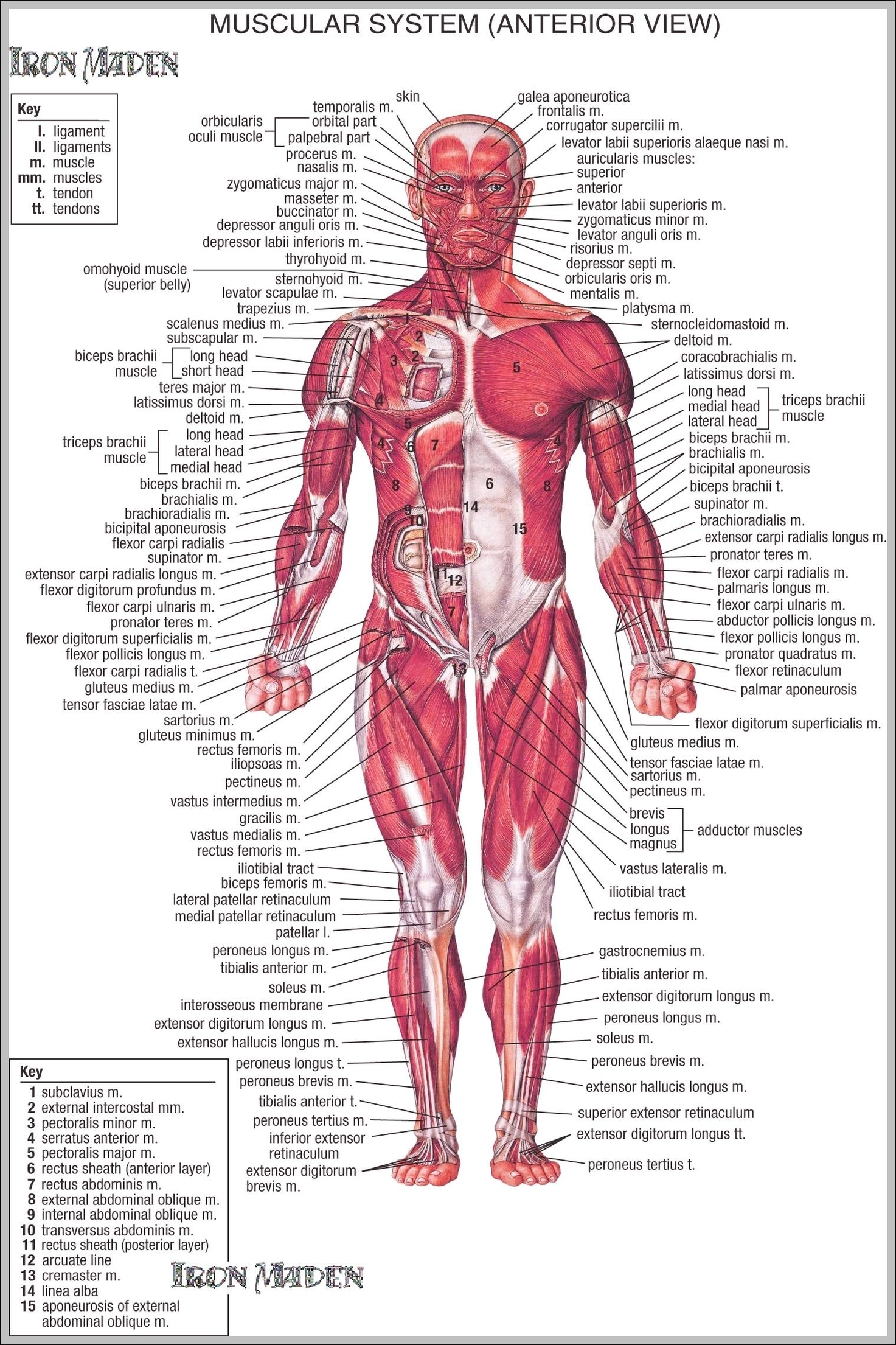 human anatomy muscle