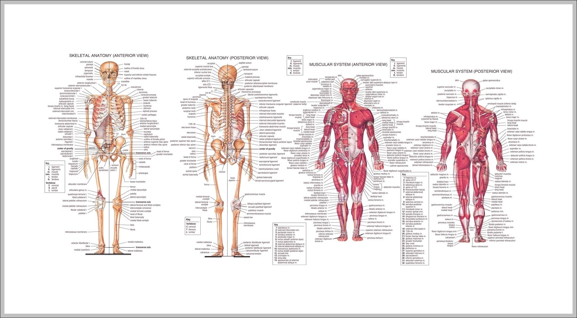 human anatomy of a woman