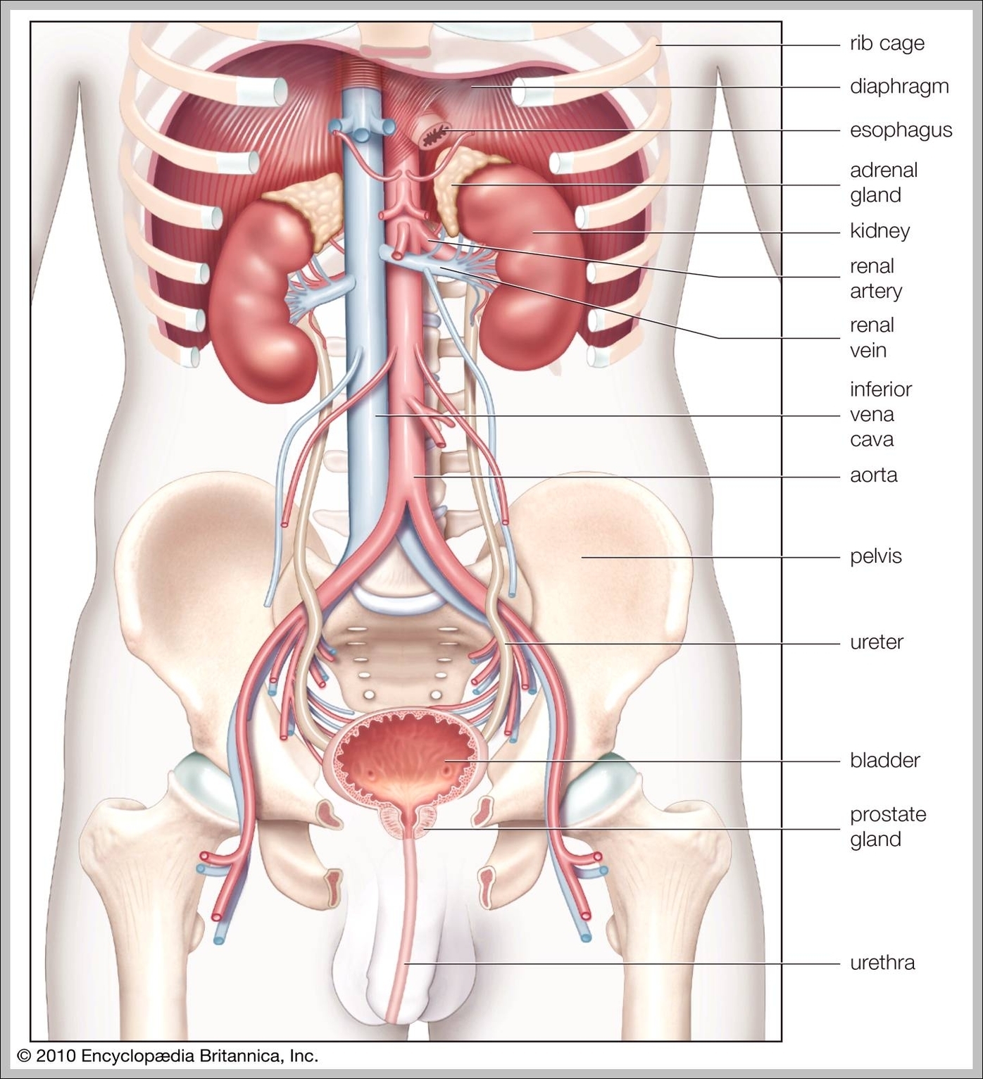 human anatomy torso