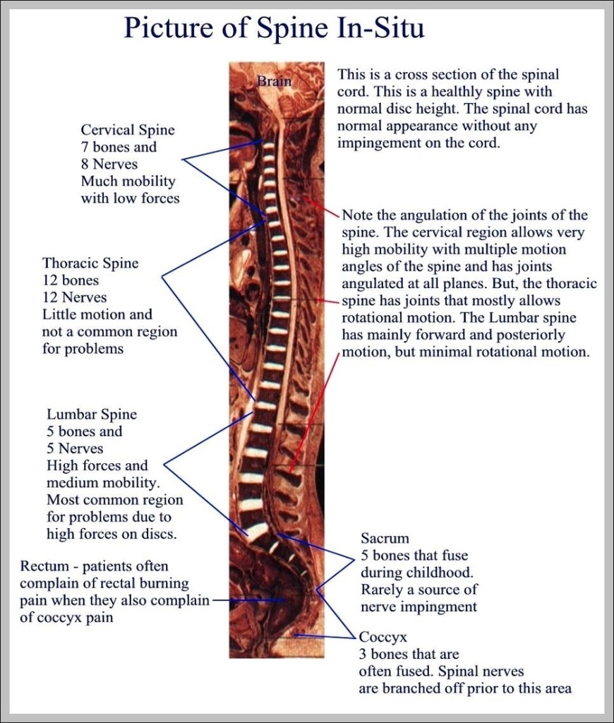 anatomy of back of human body