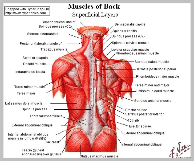 human back muscles