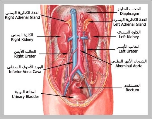 human body anatomy kidney
