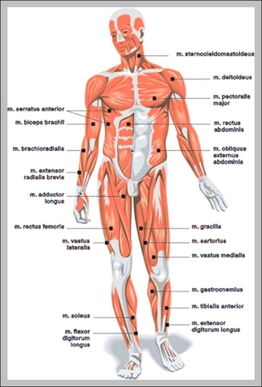 human body anatomy picture