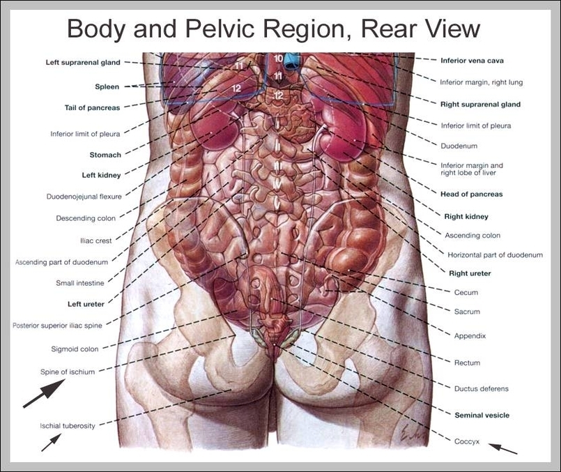 human body back view