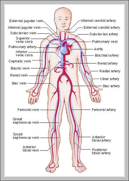 human body blood vessels