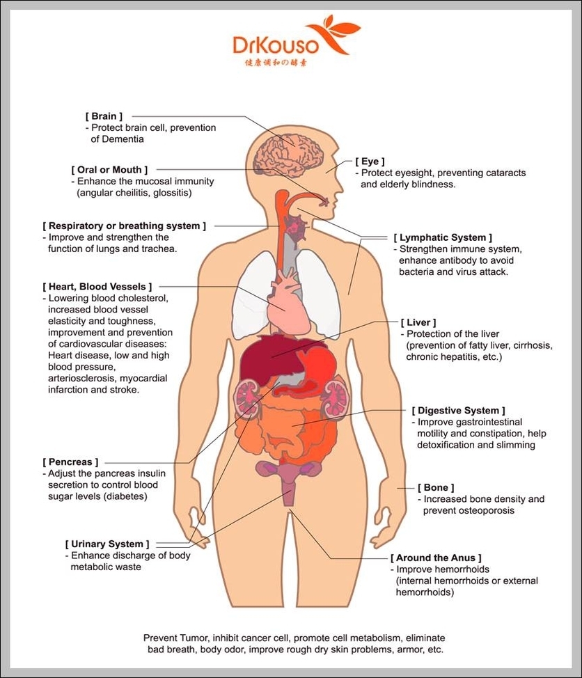 human body chart organs
