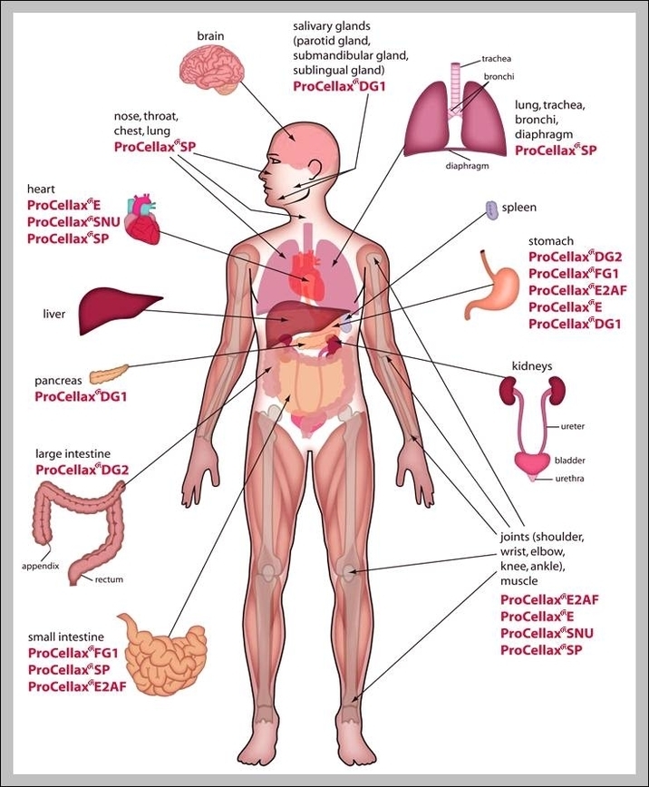 human body chart