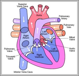 Human body diagram front and back - Graph Diagram