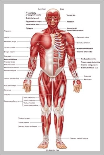 human body inside picture