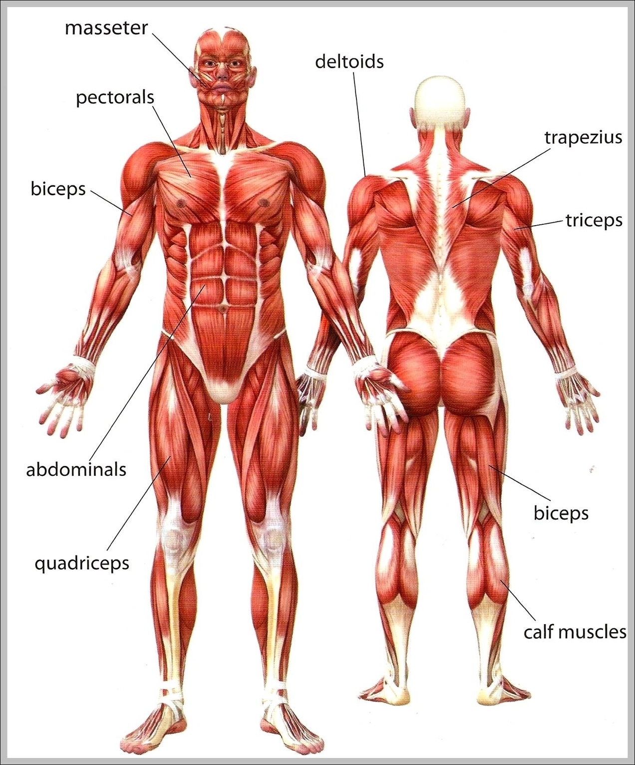 human body muscle names