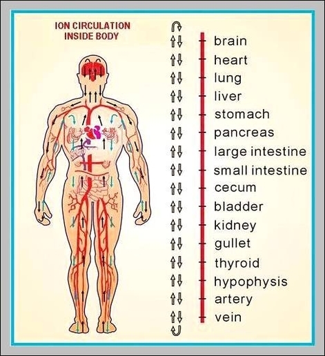 human body organ chart 2