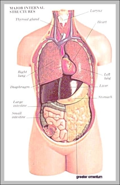 human body organ location