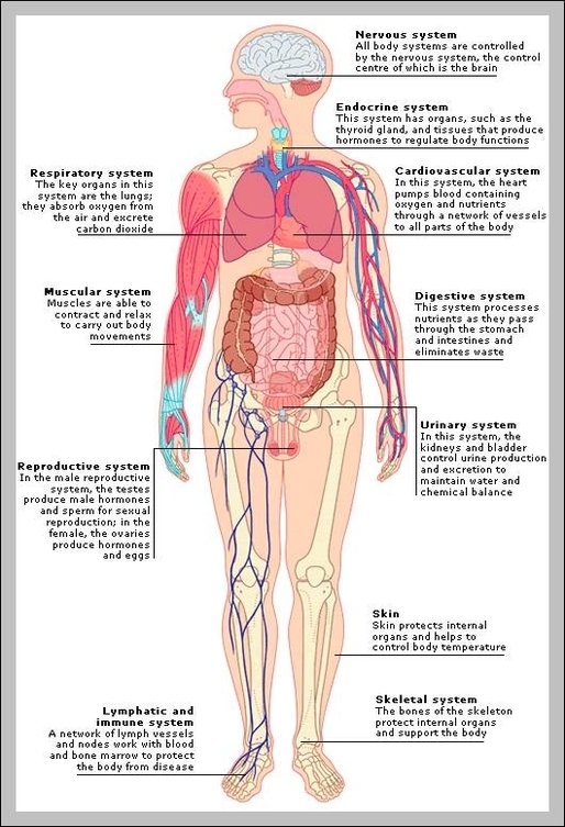 human body organs systems