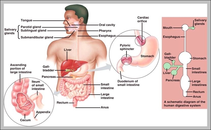 human body pictures digestive system