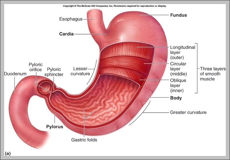 human body stomach