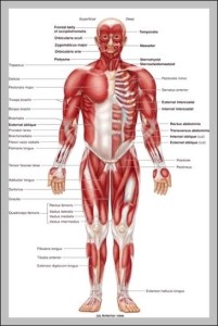 Human Chest Diagram