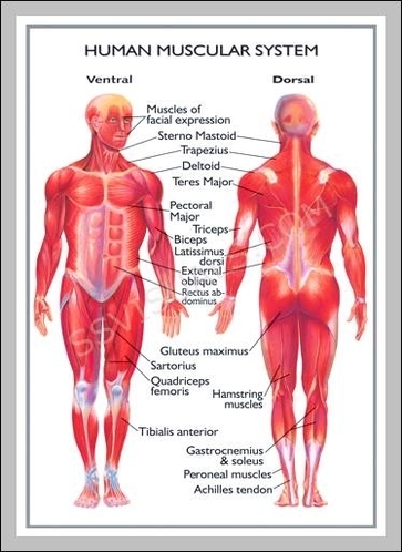 human diagram of the body