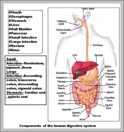 human digestive system picture with label