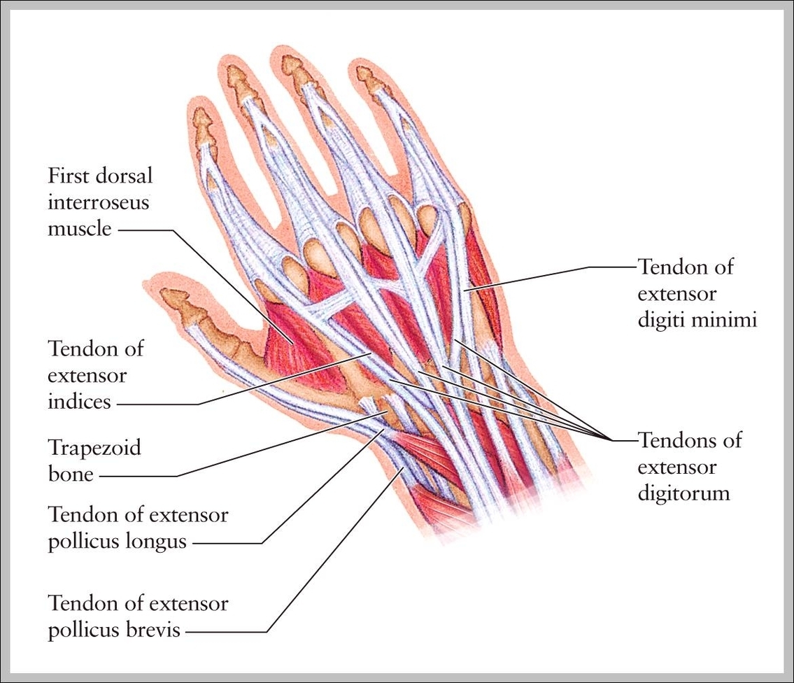 human hand muscles and tendons