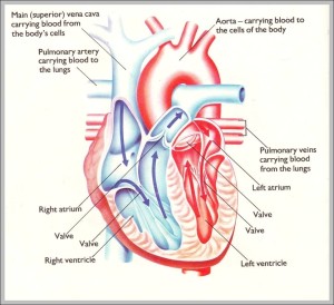 Human heart pictures for kids - Graph Diagram