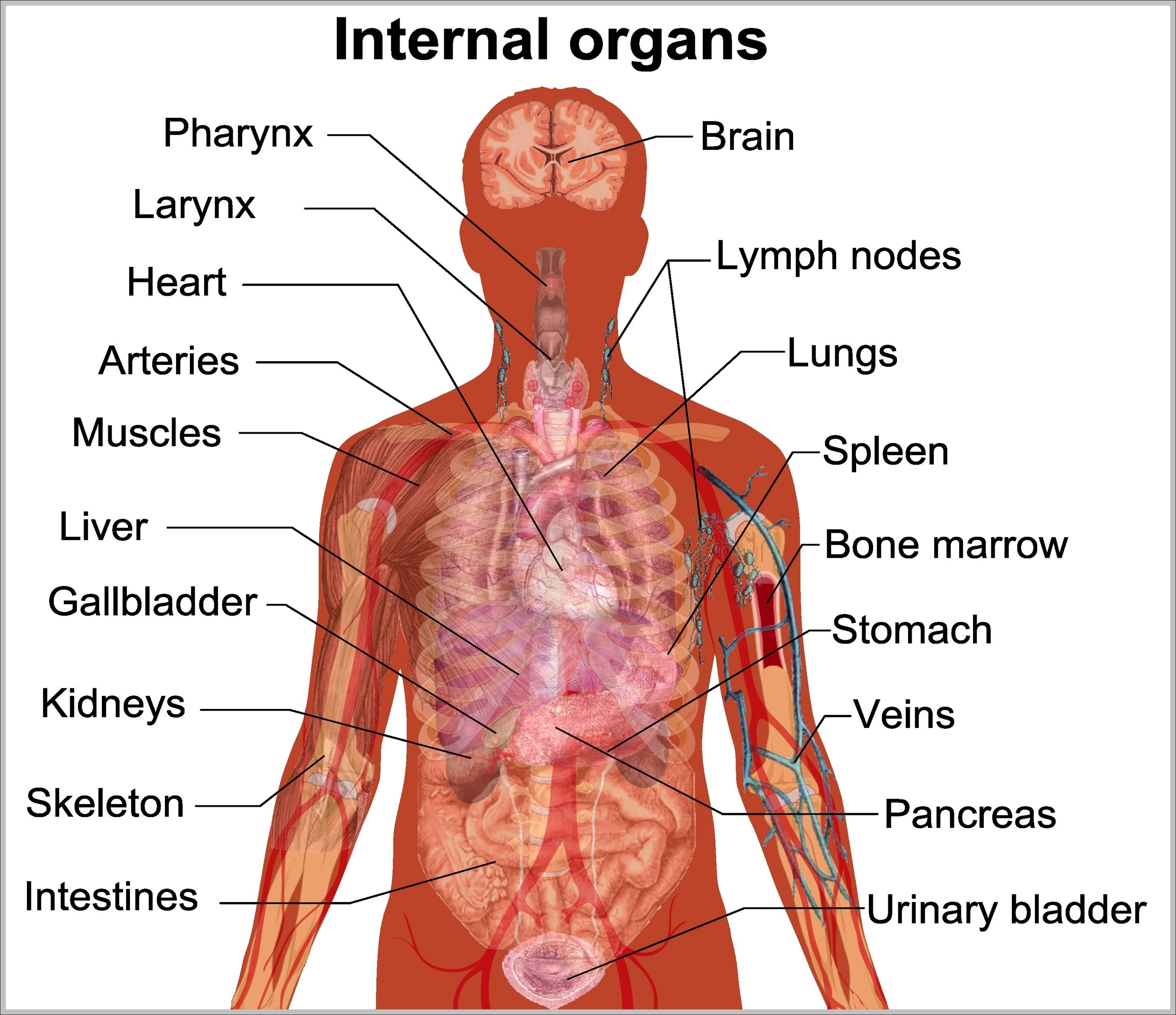 human internal organ diagram