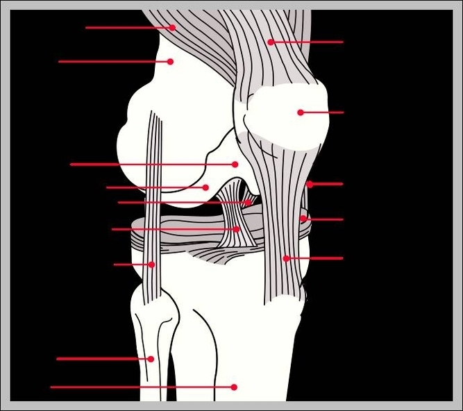 human knee anatomy diagram 2