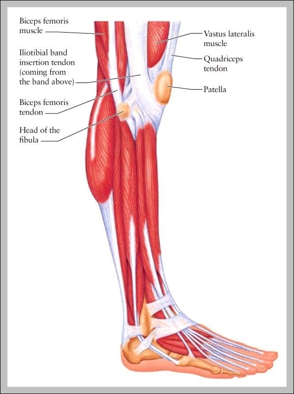 human leg muscle diagram