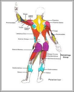 Human Muscle Structure Diagram - Graph Diagram