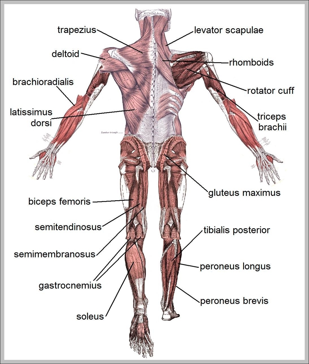 human muscles labeled