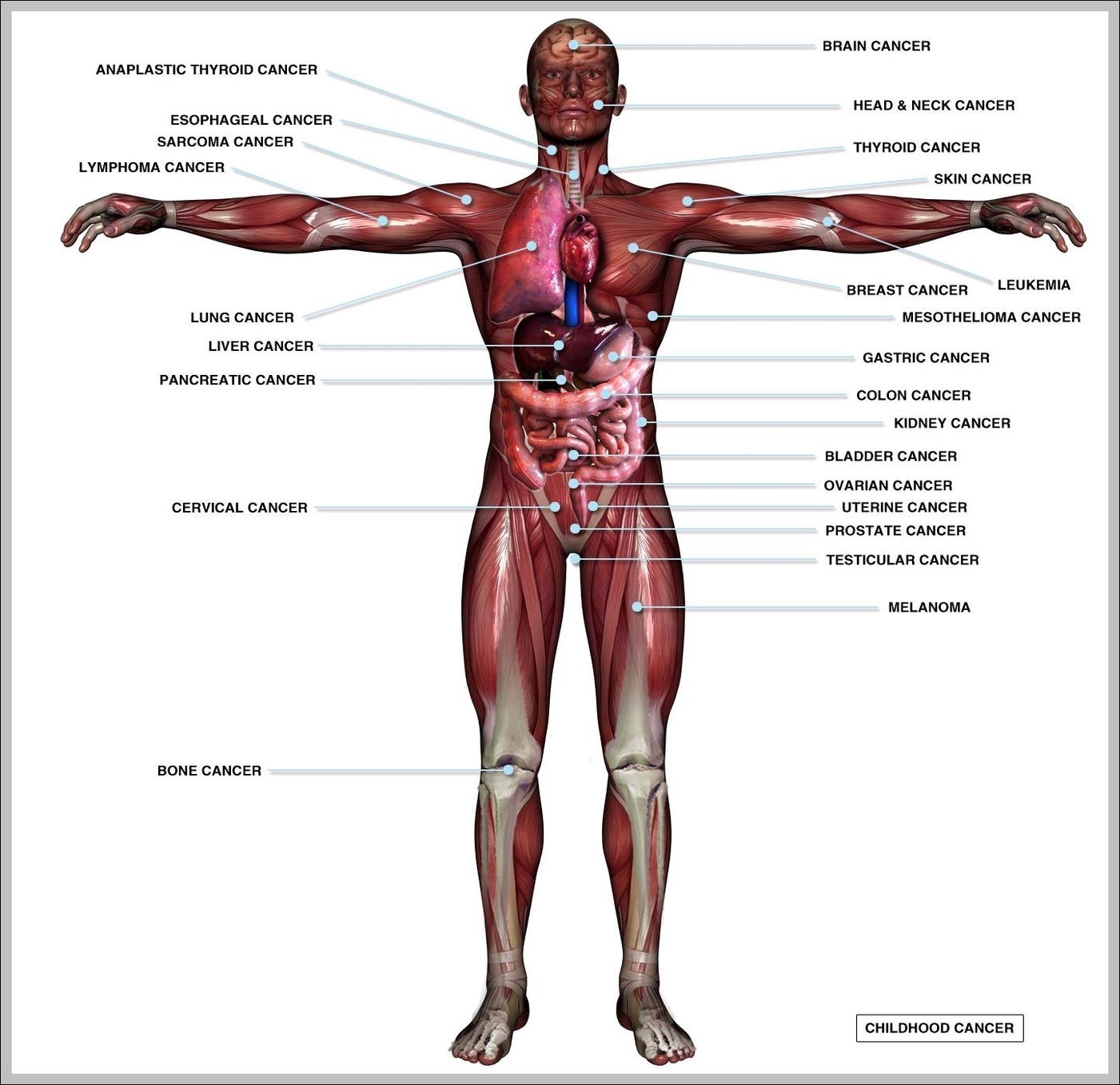 human muscular anatomy